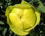 Saulpurene Eiropas 'Lemon Supreme'