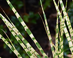 Miskante Ķīnas 'Gold Breeze'