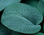 Hosta 'Bressingham Blue'