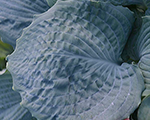 Hosta 'Diamond Lake'