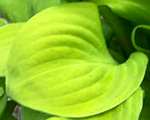 Hosta 'Sun Mouse '