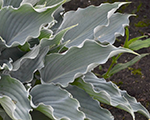 Hosta 'Waterslide'