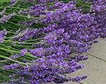 Lavanda hibrīdā 'Phenomenal'