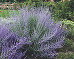 Perovskija 'Blue Spire'