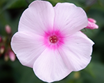 Floksis skarainais 'Narwianski Pink'