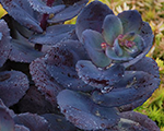 Laimiņš 'Blue Pearl'