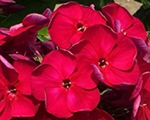 Floksis skarainais 'Bambini Cherry Crush'