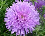 Ziemastere Jaunbeļģijas 'Magic Lavender'