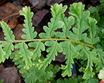 Ozolpaparde radniecīgā 'Augustata Crispata'