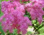 Vīgrieze sarkanā 'Purpurea'