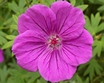Gandrene 'Tiny Monster'