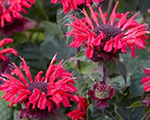 Monarda dvīņziedu 'Bee-Happy'