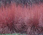 Andropogone sukveida 'Blaze'