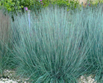 Andropogone sukveida 'Prairie Blues'