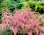 Astilbe 'Jacqueline'