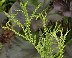 Ozolpaparde melnā 'Linearis Polydactyla'