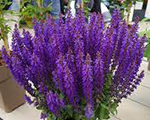 Salvija birztalu 'Blue Bouquetta'