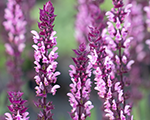 Salvija birztalu 'Caradonna Pink'