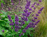 Salvija mieturu 'Purple Rain''