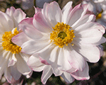 Anemone 'Garden Breeze Pink Touch'