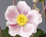 Anemone 'Saucer Pink'