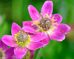 Anemone daudzdaļu 'Annabella Deep Rose'