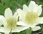Anemone daudzdaļu 'Annabella White'