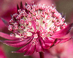 Astrancija 'Astra Red'