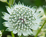 Astrancija 'Astra White'