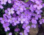 Obrēta 'Royal Blue'