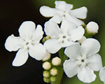Brunnera liellapu 'Betty Bowring'