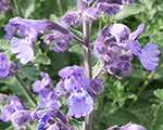 Kalnumētra kaķumētras 'Marvelette Blue'