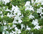 Kalnumētra kaķumētras 'Marvelette White'