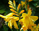 Aed-kaeralill (montbreetsia) 'Buttercup'