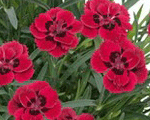 Neļķe 'Merci Fleuri'