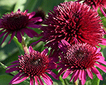 Ehinācija 'Blueberry Cheesecake'