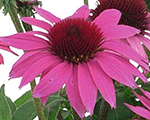 Ehinācija 'PollyNation Magenta'