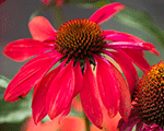 Ehinācija 'PollyNation Orange Red'