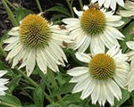 Ehinācija 'PollyNation White'