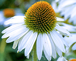Ehinācija 'PowWow White'