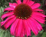 Ehinācija 'Sensation Pink'