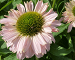 Ehinācija 'SunSeekers Blush'