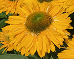 Ehinācija 'SunSeekers Golden Sun'