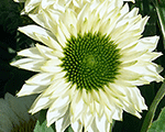 Ehinācija 'SunSeekers White Perfection'