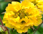 Bitene 'Golden Joy'