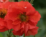 Bitene 'Scarlet Tempest'
