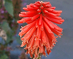 Knifofija 'Poco Red'