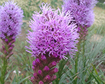 Liatre vārpu 'Cobalus'