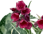 Lakacis 'Raspberry Frost'