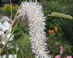 Brūnvālīte 'White Brushes'